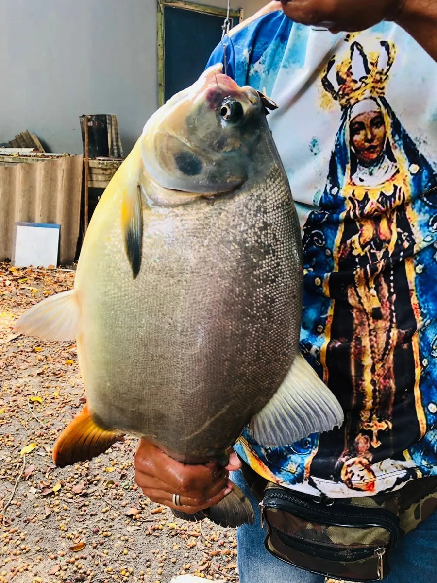 Peixe pescado no Pesqueiro do Martins