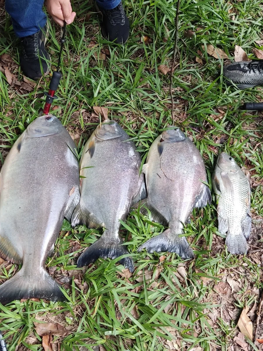 Peixe pescado no Pesqueiro do Martins